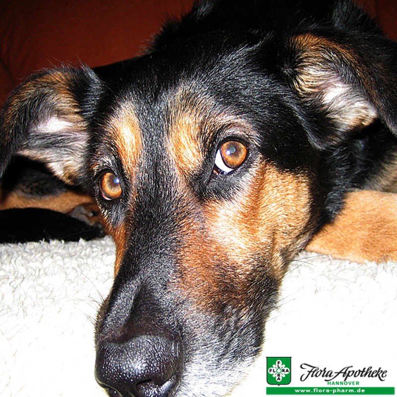 Erbrechen bei Haustieren Flora Apotheke Hannover