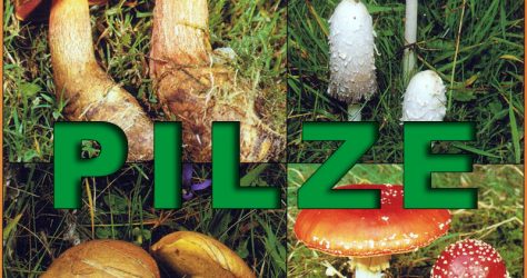 pilze-teaser