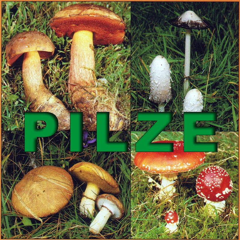 pilze-teaser