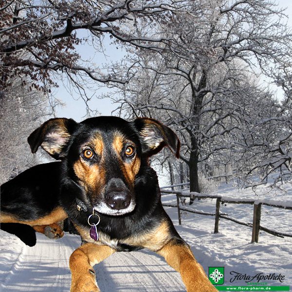 Hund und Schnee