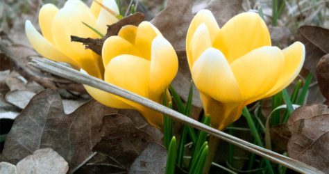 frühling blume