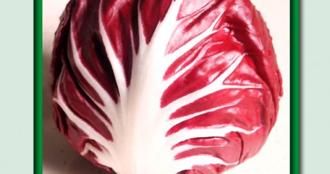 radicchio flora