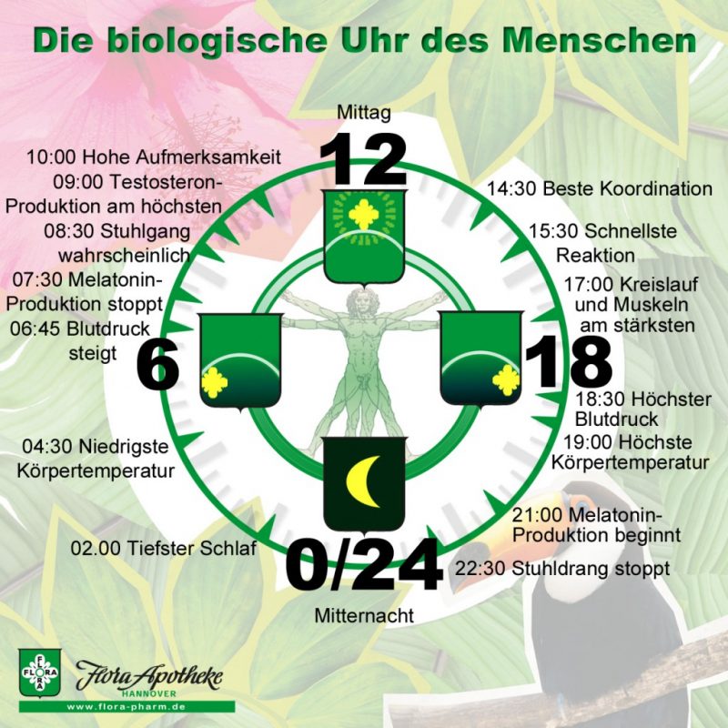 Biologische Uhr v2