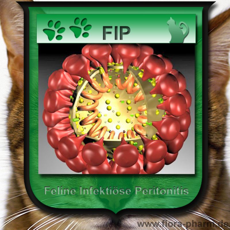 FIP v2