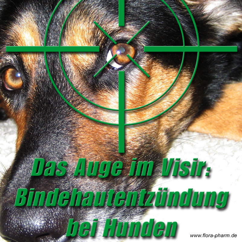 Augenentzündungen sind der häufigste Grund für den Besuch beim Tierarzt