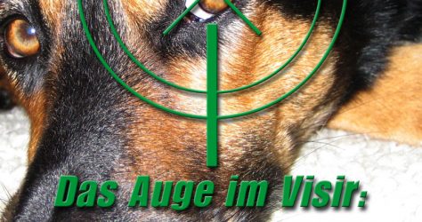 augenentzündung-hund