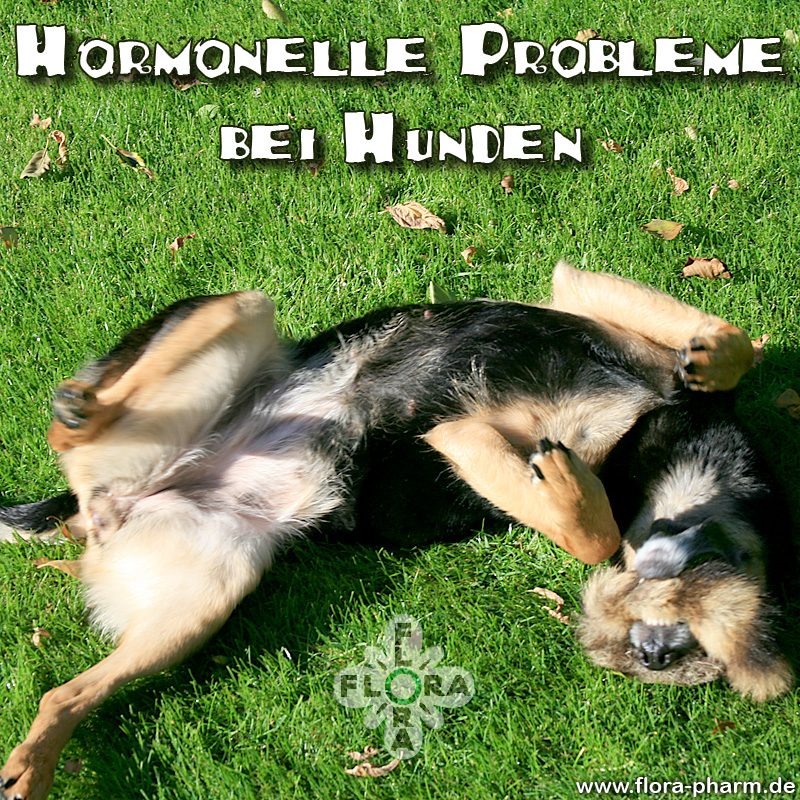 Hund Hormonprobleme