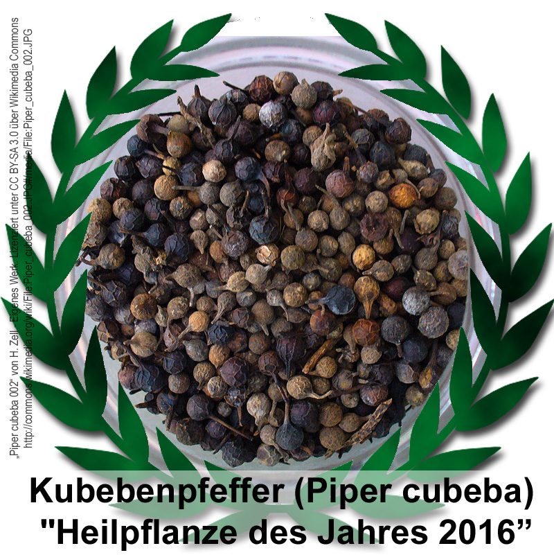 piper-cubeba-heilpflanze-2016