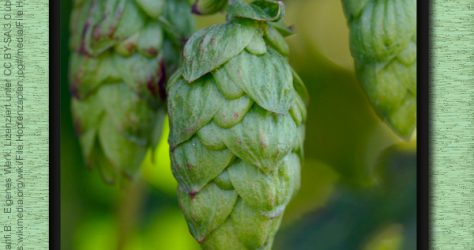 hopfen-xanthohumol