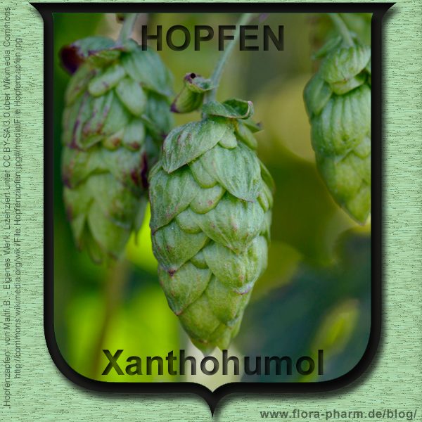 hopfen-xanthohumol