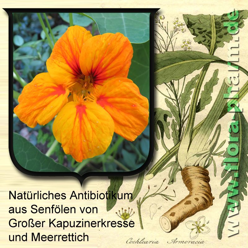 natuerliches-antibiotikum