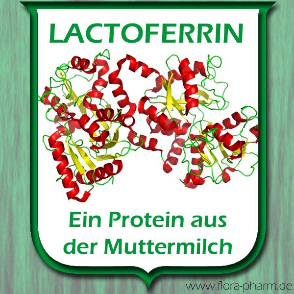 lactoferrin