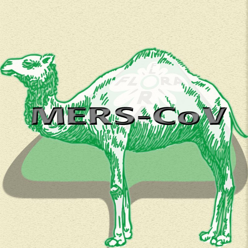 mers-kamel