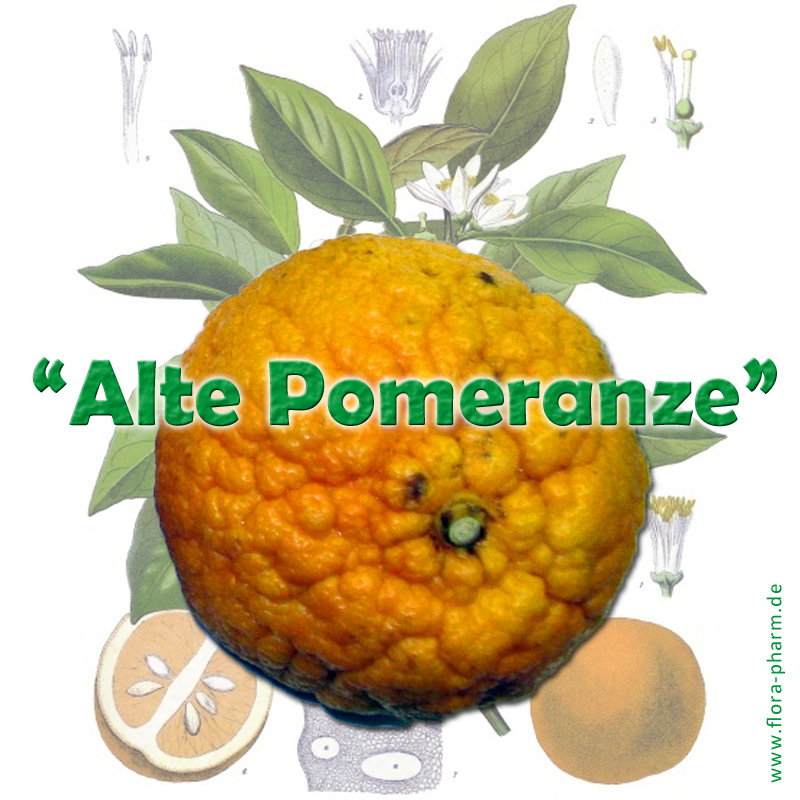 Alte Pomeranze !? Flora Apotheke Hannover