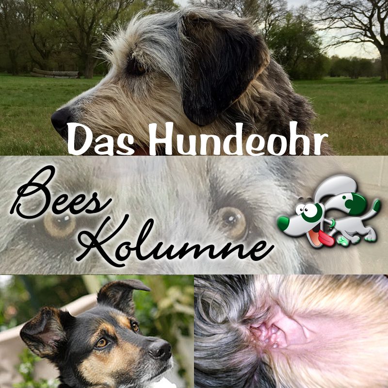 bees-kolumne-OHR