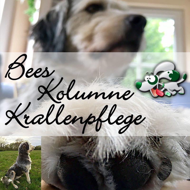 bees-kolumne-krallenpflege