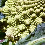 Romanesco