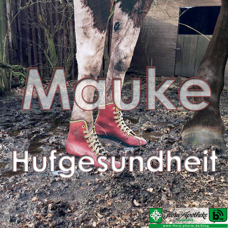 mauke-pferd-hufgesundheit