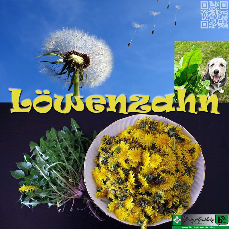 Löwenzahn