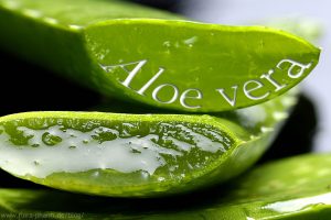 Aloe vera