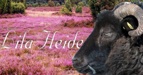 Lüneburger Heide Blüte Lila