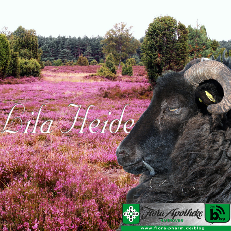 Lüneburger Heide Blüte Lila