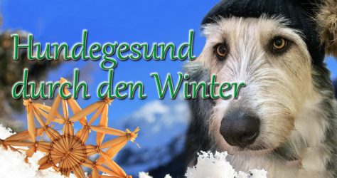 hund gesund winter