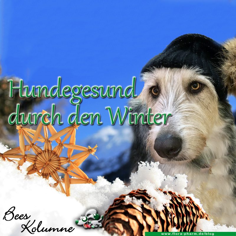 hund gesund winter