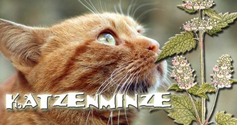 Katzenminze