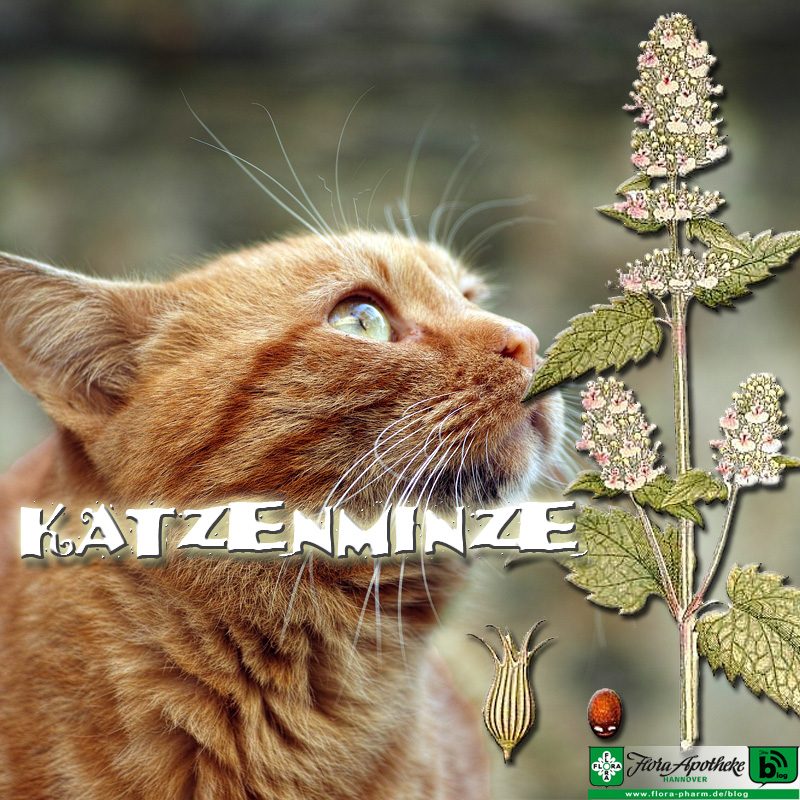 Katzenminze