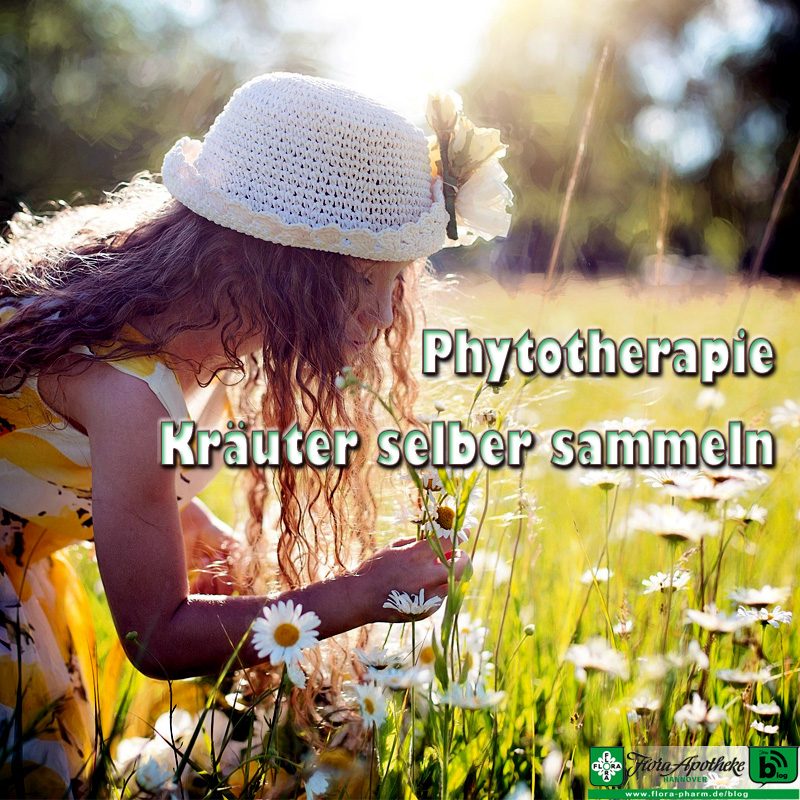 phytotherapie - kraeuter sammeln