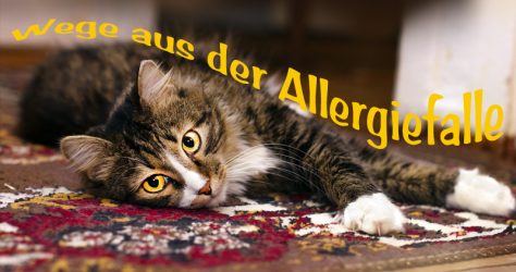 Haustier Allergie