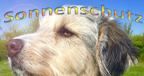 Sonnenschutz für die Hundenase