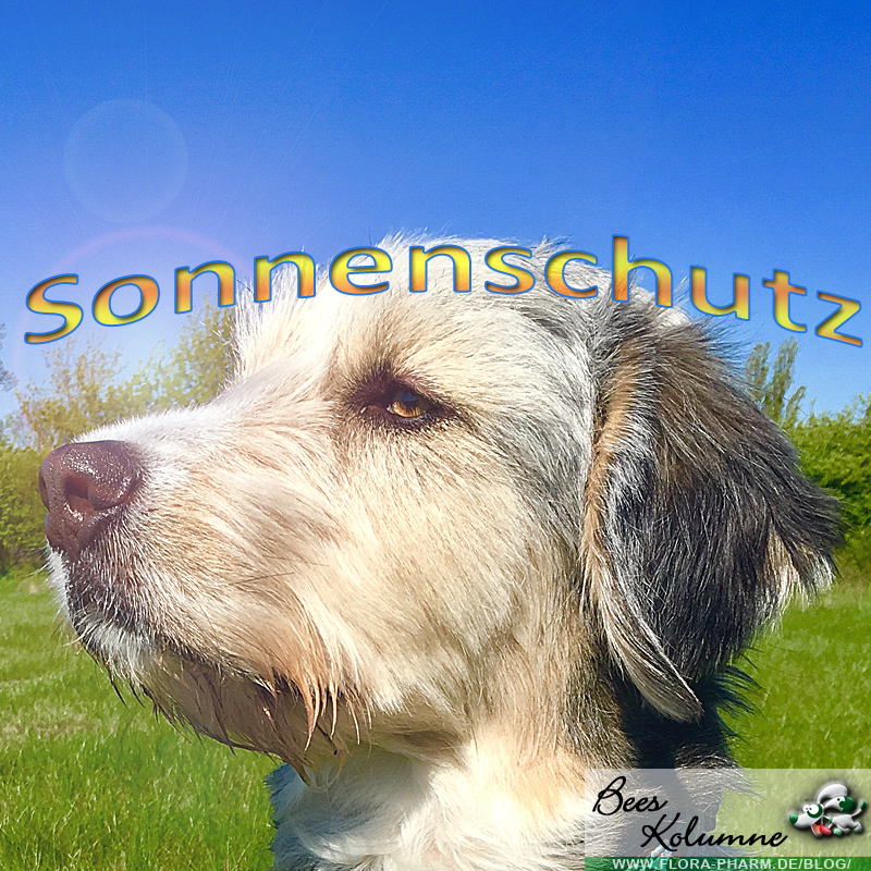 Sonnenschutz für den Hund Flora Apotheke Hannover