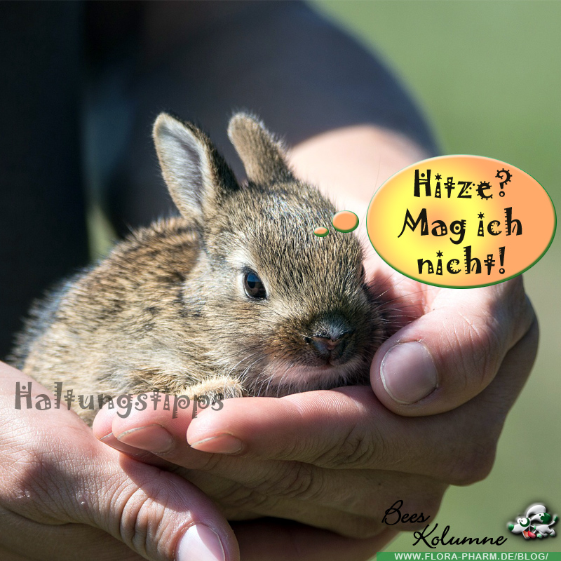 Kaninchen können nicht schwitzen