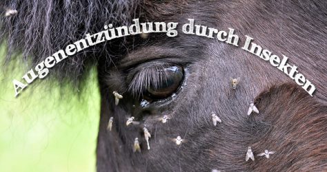 Pferd - Augenentzündung durch Insekten