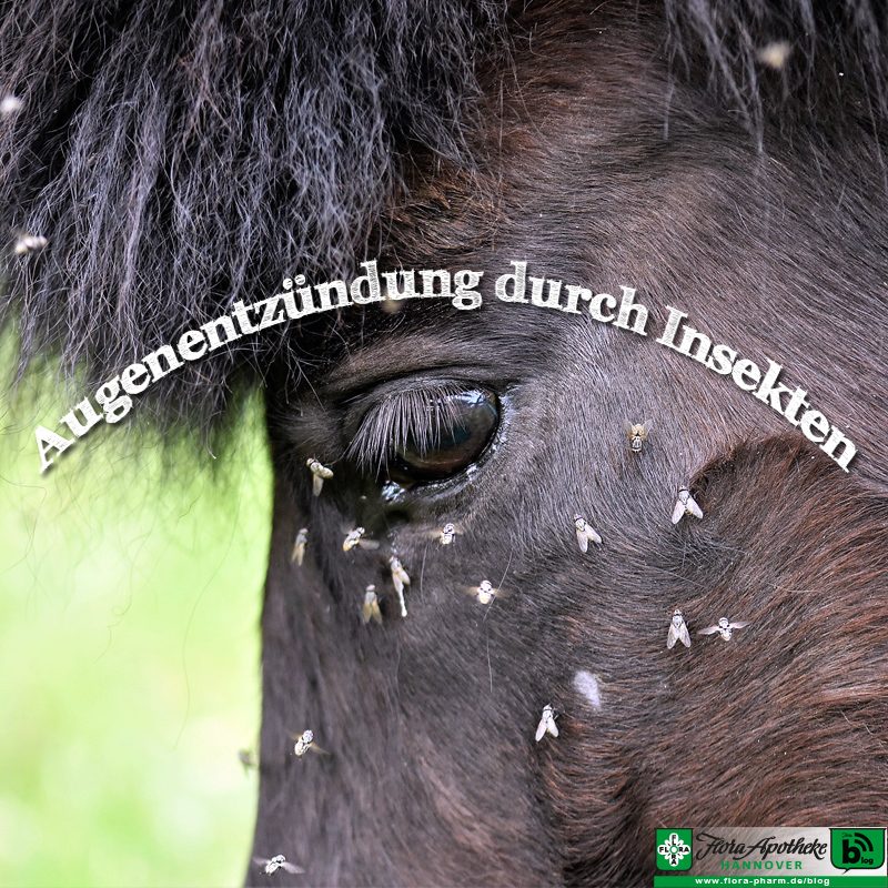 Pferd Augentropfen Geben