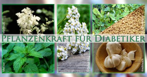Pflanzenkraft für Diabetiker - Phytotherapie/Pflanzenheilkunde