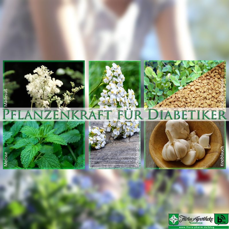 Pflanzenkraft für Diabetiker - Phytotherapie/Pflanzenheilkunde