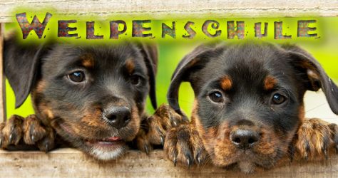 Welpenschule Hundeerziehung