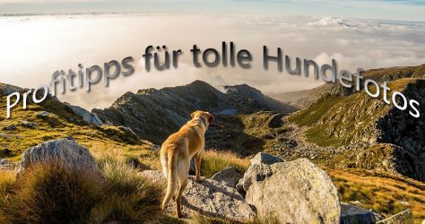 Tipps für tolle Tierfotos