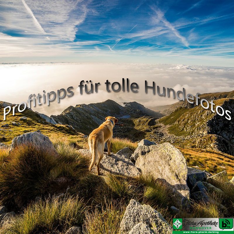 Tipps für tolle Tierfotos