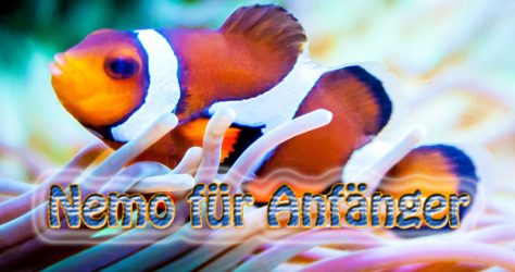 Aquarium Clownfisch