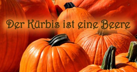 Kürbis = Beere