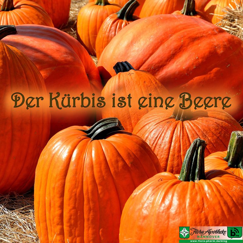 Kürbis = Beere