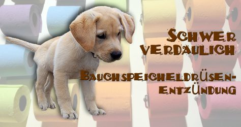 Bauchspeicheldrüsenentzündung beim Hund