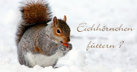 Eichhörnchen richtig füttern