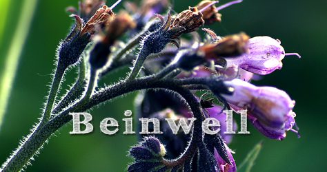 Beinwell