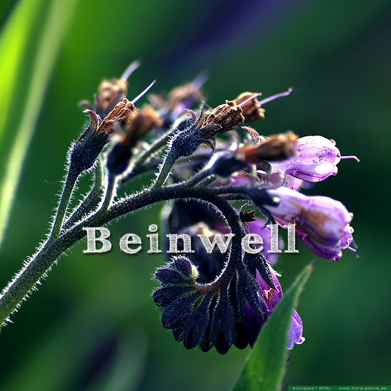 Beinwell