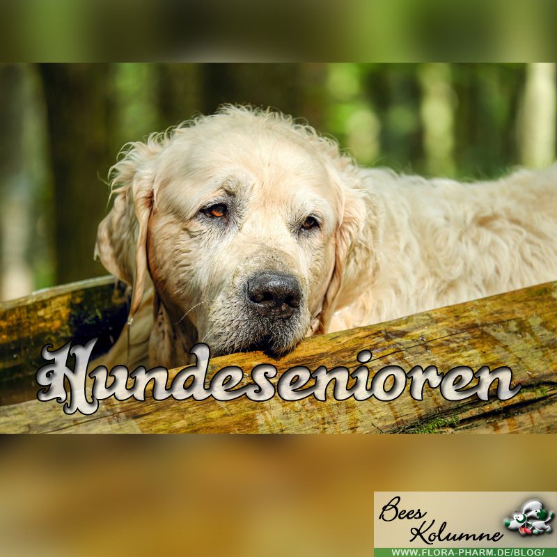 Hundesenioren